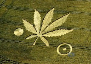 Círculos de las cosechas Crop-circles-marijuana-leaf