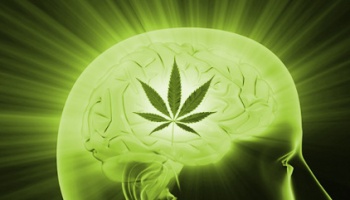 Estudio: El Cannabis Puede Curar la Adicción a las Drogas Duras
